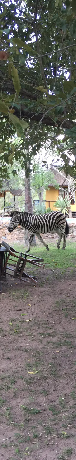 Tierische Besucher mitten in der Lodge
